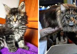 Najdłuższy kot domowy na świecie. To już oficjalne