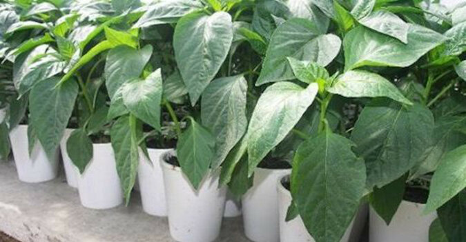Amoniak na szybki wzrost sadzonek papryki