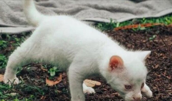 Dziewczyna znalazła uroczego białego kotka z niebieskimi oczami, ale okazało się, że nie jest to kot domowy. Jak teraz wygląda zwierzę