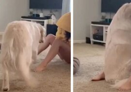 Kobieta opowiada, jak jej pies wspiera ją, gdy ona ma napady lęku. Wideo