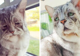 Wygląda jak najsmutniejszy kot, ale wygląd jest mylący