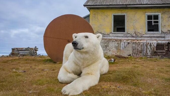Białe niedźwiedzie osiedlają się w opuszczonej stacji pogodowej: niesamowite zdjęcia