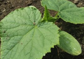 Cudowny nawóz z płatków owsianych. Działa na ogórki, pomidory i dynie