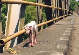 Szła prosto przed siebie, umierając. Suczka straciła już wszelką nadzieję