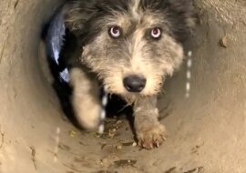 Pies błaga ratowników, aby uratowali jej szczeniaków z rury drenażowej