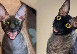 Kotek Pixel, który jest nazywany „wcielonym koszmarem”