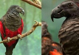 Papuga „Dracula”: przerażająca i piękna jednocześnie