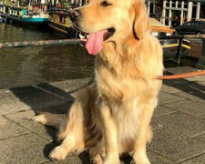Uroczy pies rasy retriever chodzi wszędzie z zabawką, która wygląda jak jego brat bliźniak