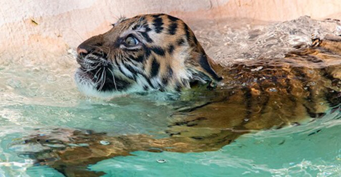 Mały tygrys kąpie się po raz pierwszy. Zobacz