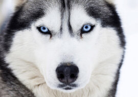 Sunia rasy Husky „adoptowała” kociaka i wychowała go jak prawdziwego psa