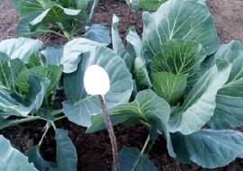 Na mojej kapuście nie ma gąsienic – prosty, ale działający sposób