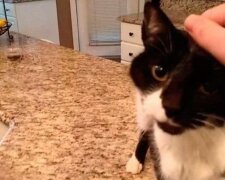 Ten kotek ma na imię Jack, a jego „miau” jest najfajniejszym „miau” na świecie