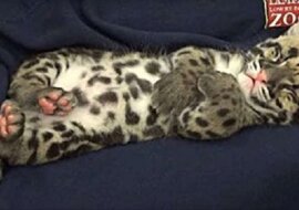 Jak zasypia mały lampart? Wideo