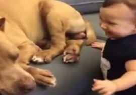 Dziecko koniecznie chciało obudzić pit bulla. Zobaczcie, co zrobił pies od razu po obudzeniu się