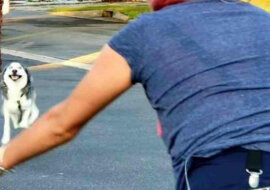 Po 2 latach samotny pies znowu spotkał swoją panią. Zobacz to wzruszające nagranie