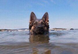 Aby uratować swojego właściciela, pies przez 11 godzin płynął do brzegu