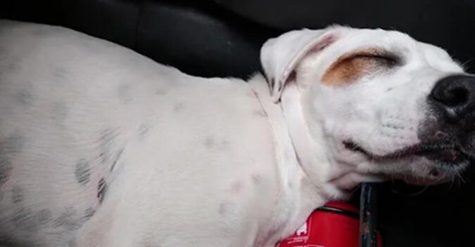 Mężczyzna znalazł w samochodzie śpiącego psa, a nie swojego
