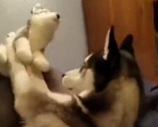Pies jest obrażony na zabawkę, ponieważ ona nie oddaje mu pocałunku. Wideo