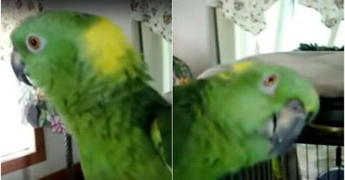 Śpiewająca papuga: ptak pięknie śpiewa tak trudną piosenkę, że można nawet zrozumieć jej słowa