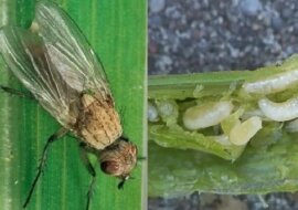 Aby mucha cebulowa zniknęła, potrzebujesz tylko 20 minut. Zobacz