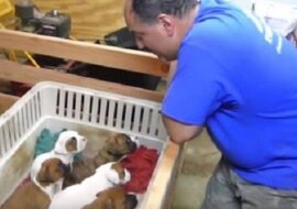 Właściciel zaczął śpiewać do szczeniąt. Zobacz co stało się po chwili