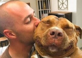 Pitbull Meatball cały czas się uśmiecha po opuszczeniu schroniska. Te zdjęcia mówią same za siebie