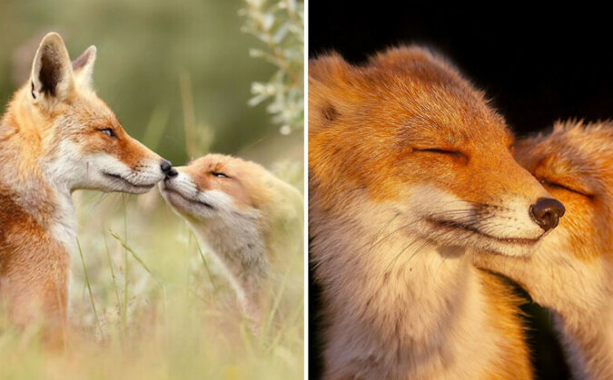 Fotograf pokazuje, że lisy potrafią okazywać czułość
