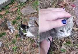 Kobieta przekonała karmiącą kotkę, aby jej zaufała i przeprowadziła swoje kocięta, aby je uratować