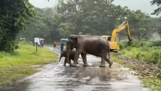 Słoniątko i jego matka, które wpadły do ​​dołu, zostały cudem uratowane
