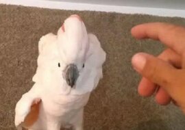 Właściciel poprosił kakadu by wróciła do klatki. Zobacz reakcję ptaka