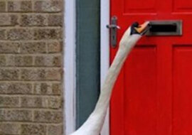 Od 5 lat z rzędu dziwny łabędź dokucza mieszkańcom miasta