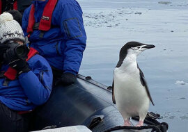 Odważny pingwin wskoczył do łodzi z turystami: wideo