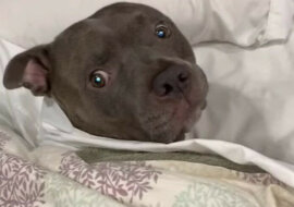 Już pobudka? Pies w łóżku i pod kołdrą rozśmieszył sieć