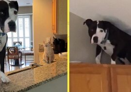 Uratowany pies nie chce uwierzyć, że jest psem