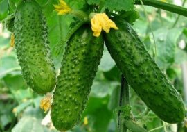 Zielonka do zielonych ogórków