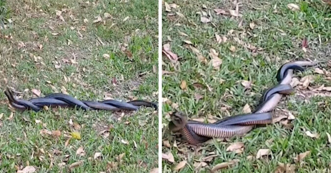Filmik, który został nagrany na podwórku domu w Australii, przedstawia dwa jadowite węże