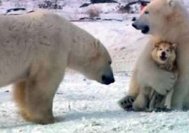 Gry niedźwiedzi polarnych z psami
