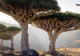 Najpiękniejsze i najbardziej niezwykłe lasy na świecie