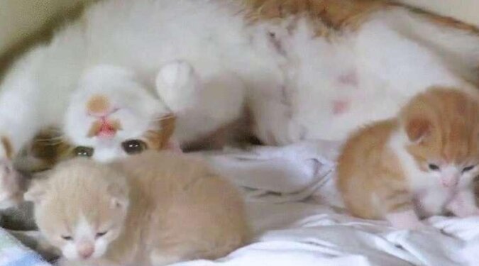 Kotka mama przytula swoje malutkie kocięta. Jakie to słodkie