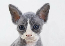 Kobieta pomogła kociaku, który wyglądał jak pluszak