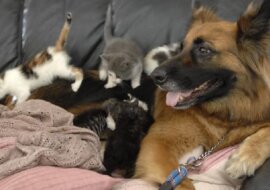 Spacer z psem zamienił się w akcję ratunkową