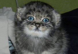 Manul stepowy o imieniu Dasha to dziki kotek, który dorastał w rodzinie ludzkiej