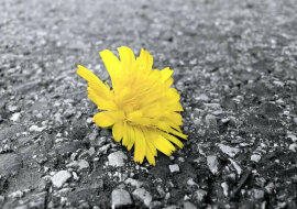 „Złota” wiosna: który z 6 znaków zodiaku jej doświadczy