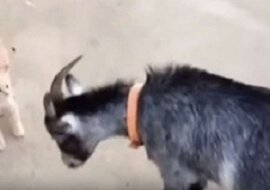 Ten kotek podbił całą sieć, chroniąc mamę przed irytującą kozą. Zobacz