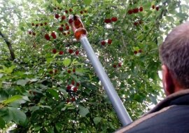 Urządzenie z butelki do zbierania jagód. Zbieramy wiśnie na wysokości z ziemi. Szybko i bez zadrapań zbieramy agrest i porzeczkę