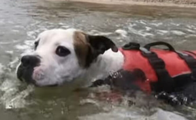 Bulldog uratował tonącego chłopca w Australii. Odważnie rzucił się do wody