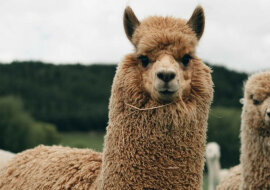 Kotka znalazła się na farmie alpak, a ich reakcja jest przezabawna