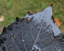 Małe cuda natury, których jeszcze nie widziałeś