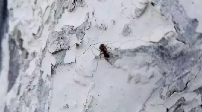 Uniwersalny środek babci na mrówki w ogrodzie: szybko znikają i już nie wracają