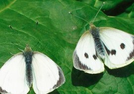 „Bielinek kapustnik w ogrodzie”: Jak prostym i szybkim sposobem pozbyć się tego szkodnika i uratować swoją uprawę kapusty